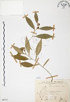 柚葉藤藏品圖，第1張