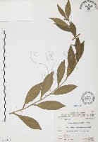 柚葉藤藏品圖，第1張