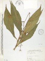 杜若藏品圖，第1張