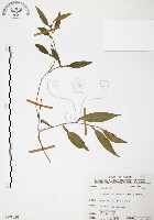 柚葉藤藏品圖，第1張