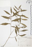 柚葉藤藏品圖，第1張