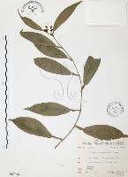 柚葉藤藏品圖，第1張