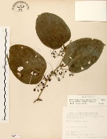 糙莖菝契、疣枝菝契藏品圖，第1張