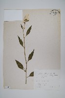 青葙藏品圖，第1張