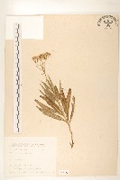 黃菀藏品圖，第1張