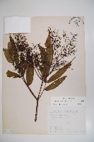 冇骨消藏品圖，第1張