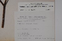 冇骨消藏品圖，第2張