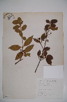 呂宋莢迷藏品圖，第1張