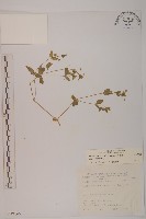 繁縷藏品圖，第1張