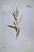 青葙藏品圖，第1張