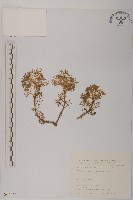 高山艾藏品圖，第1張