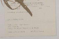 玉山薊藏品圖，第2張