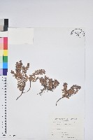 白果白珠藏品圖，第1張