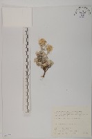 尼泊爾籟簫藏品圖，第1張