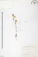 玉山龍膽藏品圖，第1張