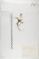 玉山山蘿蔔藏品圖，第1張