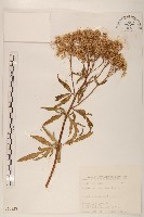 臺灣澤蘭藏品圖，第1張