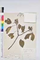 白臼藏品圖，第1張