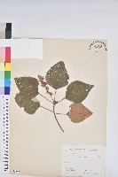 白匏子藏品圖，第1張