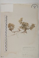 尼泊爾籟簫藏品圖，第1張