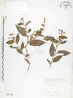 火炭母草、清飯藤藏品圖，第1張