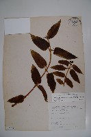 阿里山忍冬、漸尖葉忍冬藏品圖，第1張