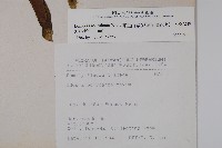 阿里山忍冬、漸尖葉忍冬藏品圖，第2張