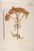 臺灣澤蘭藏品圖，第1張