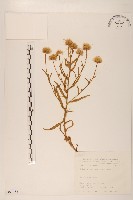 玉山飛蓬藏品圖，第1張