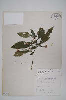 腺萼馬藍藏品圖，第1張