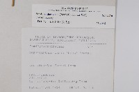 腺萼馬藍藏品圖，第2張