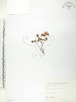 玉山金絲桃藏品圖，第1張