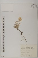 抱莖籟簫藏品圖，第1張