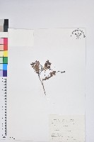 高山白珠樹藏品圖，第1張