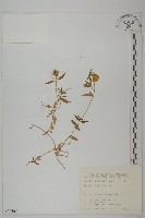 狗筋蔓藏品圖，第1張