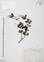 椒草藏品圖，第1張