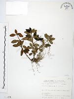 椒草藏品圖，第1張