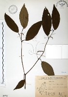 風藤藏品圖，第1張