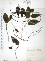 風藤藏品圖，第1張