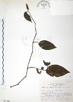 風藤藏品圖，第1張