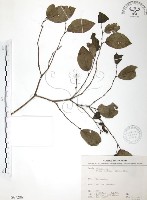 風藤藏品圖，第1張