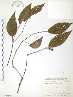 風藤藏品圖，第1張