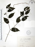 風藤藏品圖，第1張