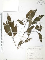 風藤藏品圖，第1張