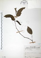 風藤藏品圖，第1張