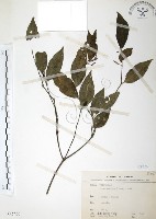 風藤藏品圖，第1張