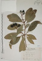 蘭嶼海桐藏品圖，第1張