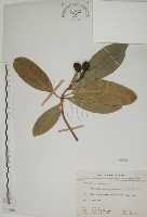 蘭嶼海桐藏品圖，第1張