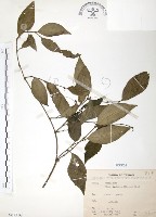 風藤藏品圖，第1張