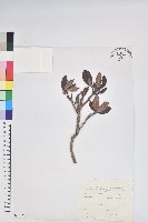 紅毛杜鵑藏品圖，第1張